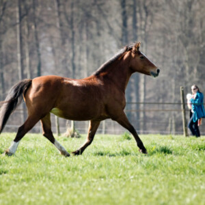 Impressionen vom Buchholzhof
