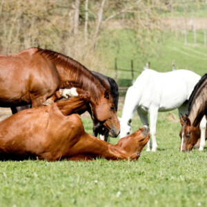 Impressionen vom Buchholzhof